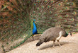 © tezzstock - peacock displaying feathers to peahen