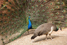 Peacock Displaying Feathers To Peahen