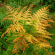 Yellow and copper coloured fern frond at the start of Autumn