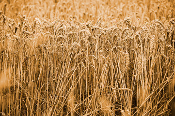 Ears of wheat ready for harvest