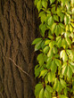 Green ivy on a tree bark