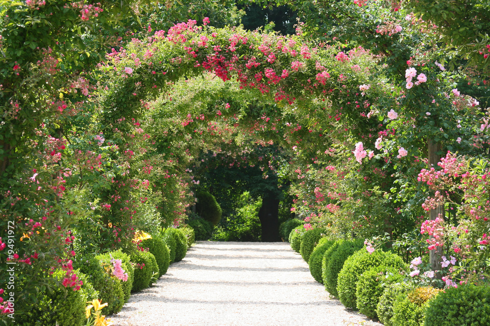 Roses Arch in the Garden Stock Photo | Adobe Stock