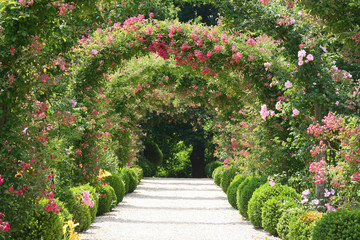 roses arch in the garden
