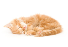 A Yellow Kitten Lays Down For A Cat Nap On A White Background