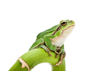 Green Tree Frog On Green Branch Isolated On White Background.