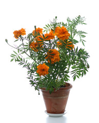 Wall Mural - blooming marigold in pot on white background