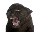 Jaguar cub (2 months) - Panthera onca