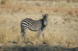 Fototapeta Sawanna - Young Zebra