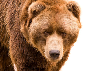 brown bear close-up portrait isolated on white background