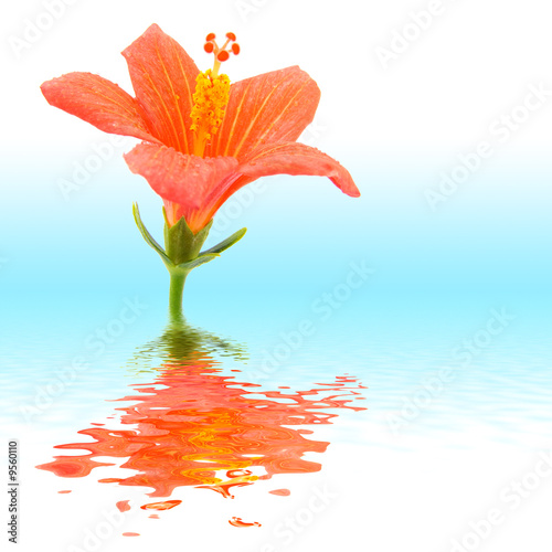 Fleur Hibiscus Nain Avec Reflets Buy This Stock Photo And