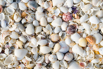 Shells Background