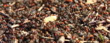 Working Ants With Egg In The Forest