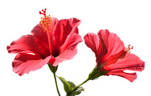 Duo D'hibiscus