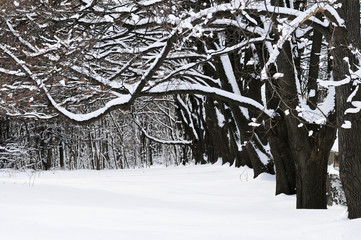 Canvas Print - Winter park in Toronto after heavy snowfall