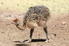 Small Cute Baby Ostrich Looking For Food