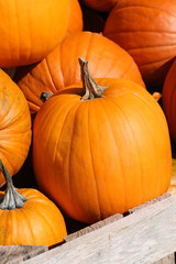 A wooden bin full of farm fresh pumpkins.