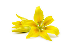 Yellow Lily Isolated On White Background