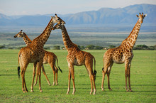 Giraffes Herd In Savannah