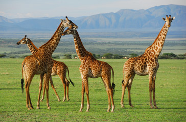 giraffes herd in savannah