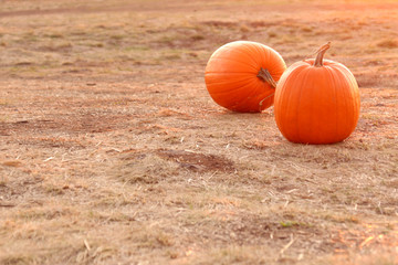 two round orange pumpkins in a field