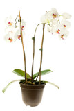 Fototapeta Storczyk - White orchid on a white background.