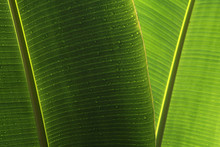 Wet Banana Leaf Abstract  Background