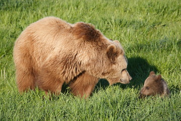 bärin mit jungbär