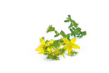 Poster - Johanniskraut - St Johns wort 02