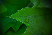 Green Fresh Leaf Details Macro