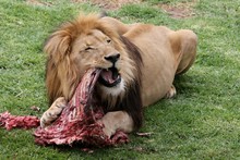 Big Male Lion Lying On The Grass And Eating It's Prey