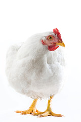 Image of white hen standing and looking aside