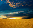 canvas print picture An image of a field with yellow rye