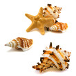 A few cockleshells and starfish on a white background