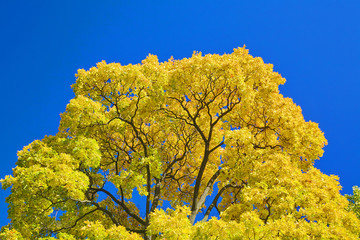 Poster - golden maple branches