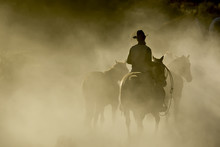 Single Cowboy With Rope And Horses In The Dust