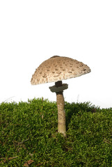 Canvas Print - Riesenschirmpilz - Parasol mushroom 05