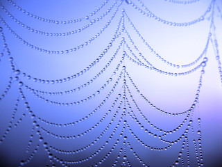 Wall Mural - close up of a spider web with dew drops