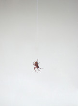 A Macro Shot Of A Spider Hanging From A Thread.