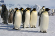 Emperor penguin - Coulmann Island (Antarctic)