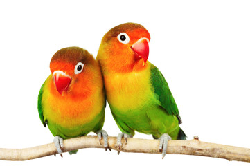 Pair of lovebirds agapornis-fischeri isolated on white