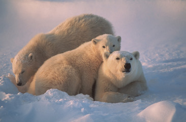 Poster - Polar bear with her cubs, together for warmth and protection.