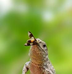 Lizard to fly. Russian nature, wilderness world.