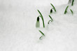 canvas print picture - Kampf mit dem Schnee