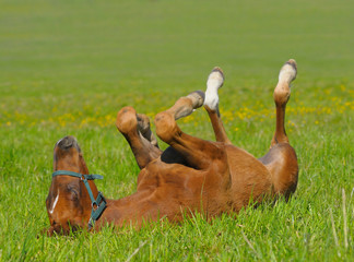 Poster - sorrel foal in green field