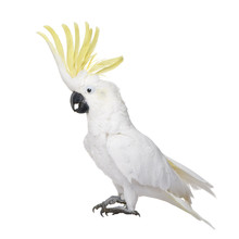Sulphur-crested Cockatoo In Front Of A White Background