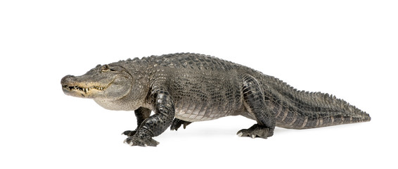 American Alligator (30 years) in front of a white background