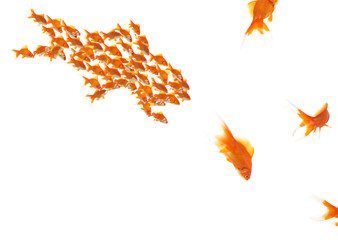 Sticker - goldfishes as a team and single goldfishes