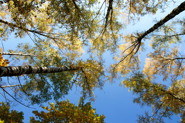 Wall Mural - blue sky and trees with yellow foliage