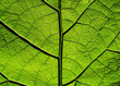 © Ulrich Müller - Macro of the patterns of a green leaf
