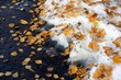 Autumn season. Snow and fall leaves